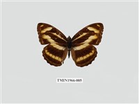 藏品(雙色帶蛺蝶)的圖片